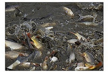  水產(chǎn)養(yǎng)殖過(guò)程中溶解氧的重要性