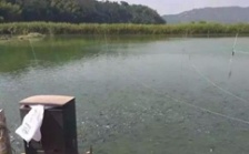  水產(chǎn)養(yǎng)殖水質(zhì)檢測(cè)標(biāo)準(zhǔn)，這五個(gè)方面讓水質(zhì)恢復(fù)清新