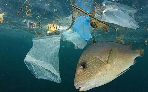 科學家確認人體已被微塑料污染，污染源不僅是海洋